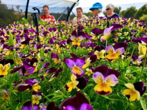 Jurlique Farm Tour