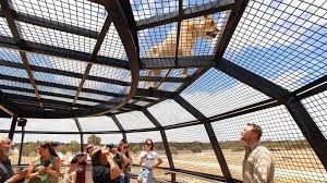 Lions 360